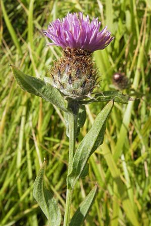 Centaurea nigra \ Schwarze Flockenblume, E Lekeitio 6.8.2012