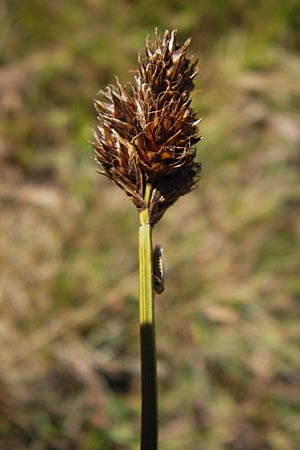 Carex lachenalii \ Lachenals Segge / Hare's-Foot Sedge, E Picos de Europa, Posada de Valdeon 13.8.2012