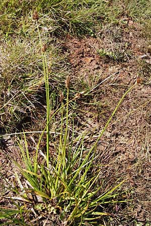 Carex lachenalii \ Lachenals Segge / Hare's-Foot Sedge, E Picos de Europa, Posada de Valdeon 13.8.2012