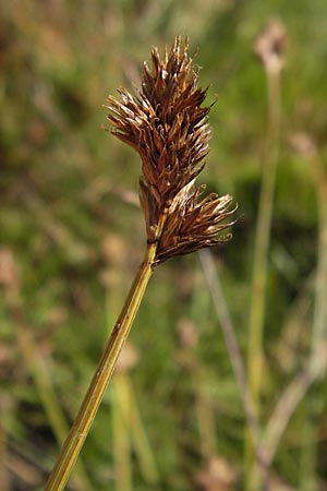 Carex lachenalii \ Lachenals Segge, E Picos de Europa, Posada de Valdeon 13.8.2012