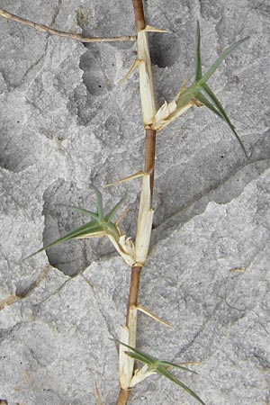 Cynodon dactylon \ Hundszahn-Gras, E Asturien Ribadesella 10.8.2012