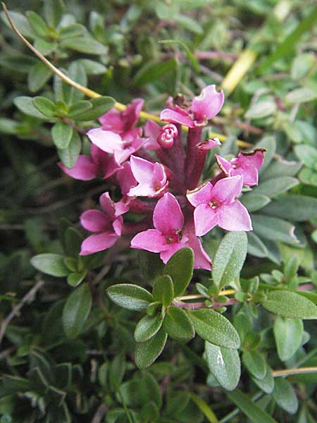 Daphne cneorum \ Rosmarin-Seidelbast, Flaumiger Seidelbast / Garland Flower, E Pyrenäen/Pyrenees, Caldes de Boi 18.8.2006