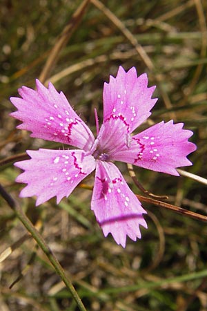 Dianthus deltoides \ Heide-Nelke / Maiden Pink, E Picos de Europa, Posada de Valdeon 13.8.2012