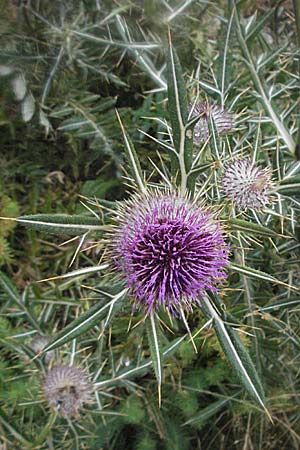 Cirsium eriophorum / Wooly Thistle, E Pyrenees, Benasque 17.8.2006