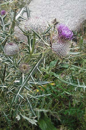 Cirsium eriophorum \ Wollkopf-Kratzdistel, Woll-Kratzdistel / Wooly Thistle, E Pyrenäen/Pyrenees, Benasque 17.8.2006