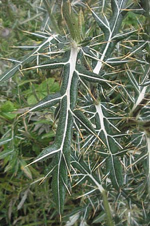 Cirsium eriophorum / Wooly Thistle, E Pyrenees, Benasque 17.8.2006