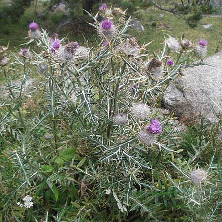 Cirsium eriophorum \ Wollkopf-Kratzdistel, Woll-Kratzdistel / Wooly Thistle, E Pyrenäen/Pyrenees, Benasque 17.8.2006