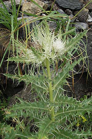 Cirsium spinosissimum \ Stachelige Kratzdistel, E Pyrenäen, Benasque 17.8.2006