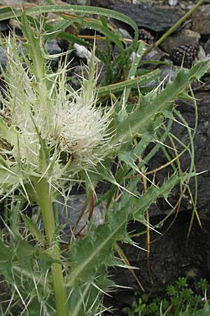 Cirsium spinosissimum \ Stachelige Kratzdistel, E Pyrenäen, Benasque 17.8.2006