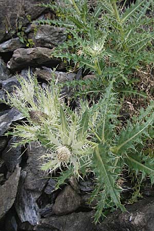 Cirsium spinosissimum \ Stachelige Kratzdistel, E Pyrenäen, Benasque 17.8.2006