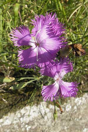 Dianthus monspessulanus \ Montpellier-Nelke / White Cluster, E Zumaia 16.8.2011