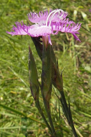 Dianthus monspessulanus \ Montpellier-Nelke / White Cluster, E Zumaia 16.8.2011