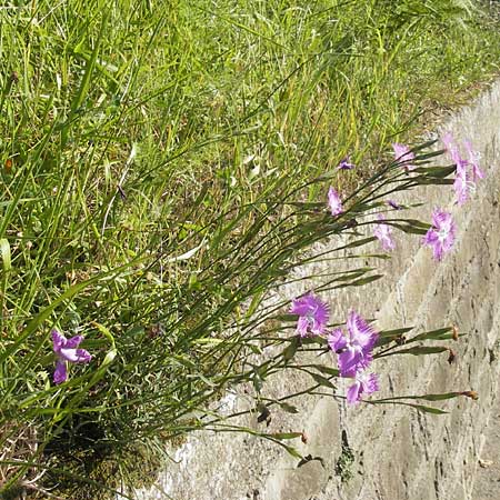 Dianthus monspessulanus \ Montpellier-Nelke / White Cluster, E Zumaia 16.8.2011