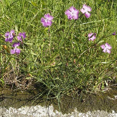 Dianthus monspessulanus \ Montpellier-Nelke / White Cluster, E Zumaia 16.8.2011