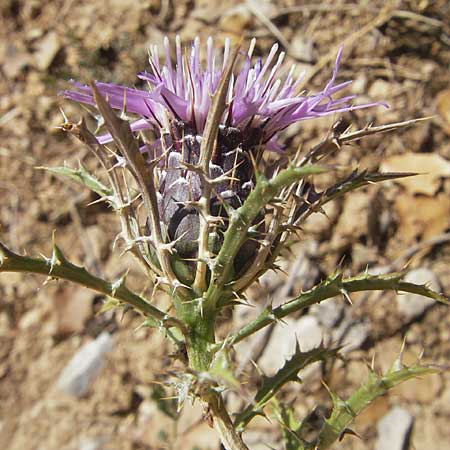 Atractylis humilis \ Niedriges Spindelkraut, E Usun 20.8.2011