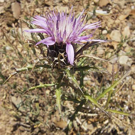 Atractylis humilis \ Niedriges Spindelkraut / Purple Prickly Cnicus, E Usun 20.8.2011