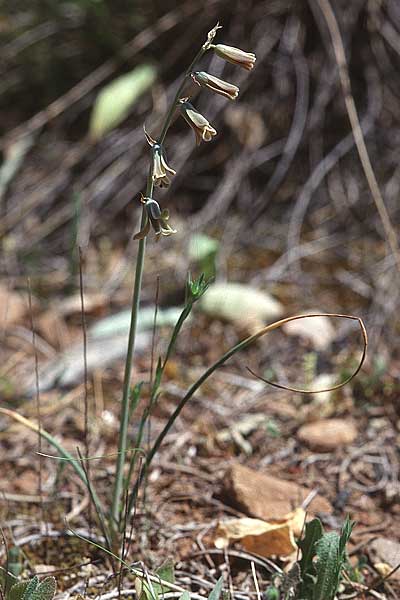 Dipcadi serotinum / Dipcadi, Brown Bluebell, E Coin 20.4.1999