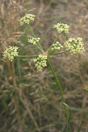 Seseli cantabricum \ Kantabrischer Bergfenchel, E Zarautz 18.8.2011