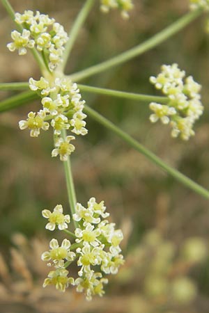 Seseli cantabricum \ Kantabrischer Bergfenchel, E Zarautz 18.8.2011