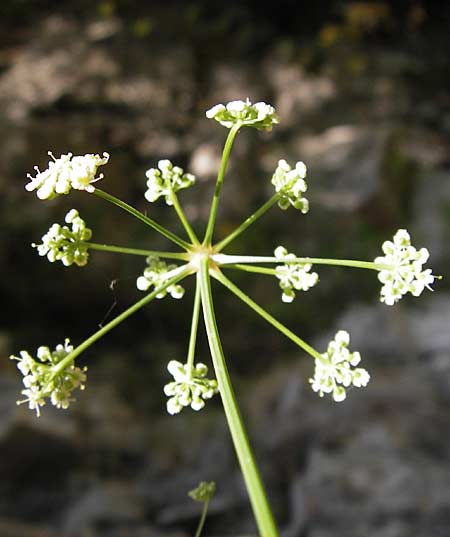 Seseli cantabricum \ Kantabrischer Bergfenchel / Cantabrian Seseli, E Asturien/Asturia, Cangas de Onis 8.8.2012