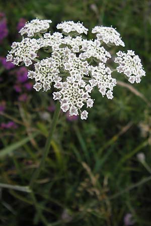 Laserpitium prutenicum subsp. dufourianum \ Dufours Laserkraut / Dufour's Sermountain, E Asturien/Asturia Ribadesella 10.8.2012