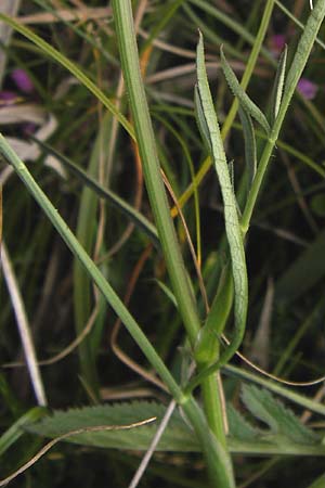 Laserpitium prutenicum subsp. dufourianum / Dufour's Sermountain, E Asturia Ribadesella 10.8.2012