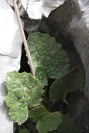 Doronicum grandiflorum \ Grobltige Gmswurz / Large-Flowered Leopard's-Bane, E Picos de Europa, Fuente De 14.8.2012