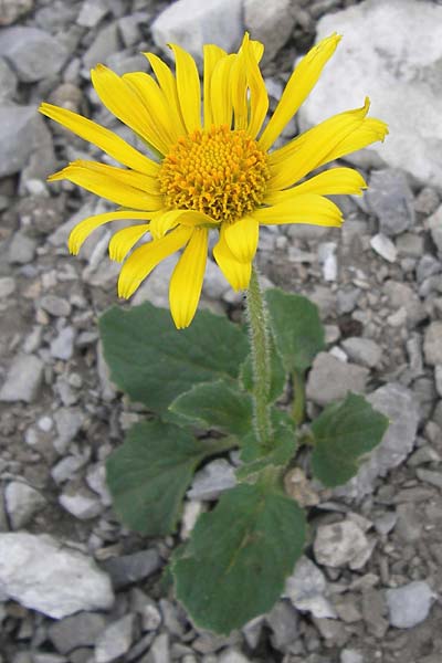 Doronicum grandiflorum \ Grobltige Gmswurz / Large-Flowered Leopard's-Bane, E Picos de Europa, Fuente De 14.8.2012