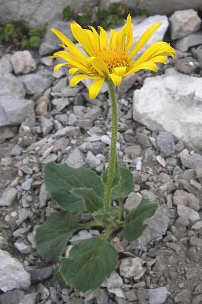 Doronicum grandiflorum \ Grobltige Gmswurz, E Picos de Europa, Fuente De 14.8.2012