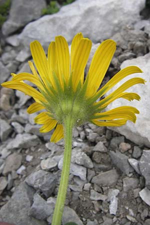 Doronicum grandiflorum \ Grobltige Gmswurz, E Picos de Europa, Fuente De 14.8.2012