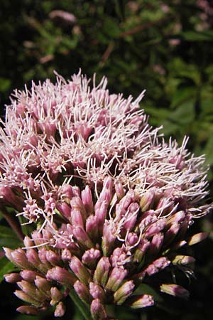 Eupatorium cannabinum \ Wasserdost, E Asturien, Cangas de Onis 8.8.2012