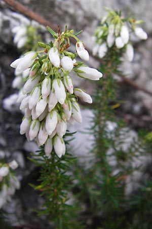 Erica cinerea \ Graue Glockenheide / Bell Heath, E Picos de Europa, Carrea 11.8.2012