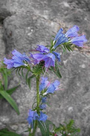 Echium plantagineum \ Wegerich-Natternkopf / Purple Viper's Bugloss, E Asturien/Asturia Llanes 12.8.2012