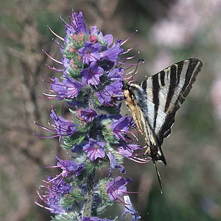 Echium vulgare \ Gemeiner Natternkopf, E La Rioja, Ezcaray 23.5.2003