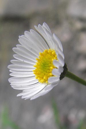 Erigeron karvinskianus / Mexican Fleabane, E San Sebastian 14.8.2011