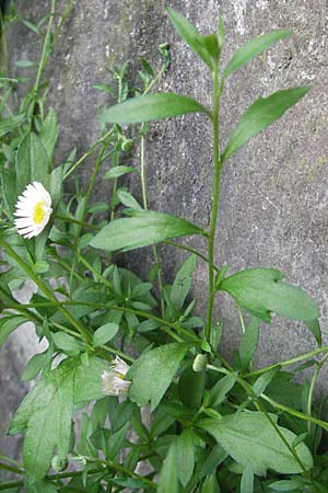 Erigeron karvinskianus \ Karwinskis Berufkraut, E San Sebastian 14.8.2011