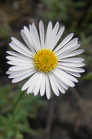 Erigeron karvinskianus / Mexican Fleabane, E San Sebastian 15.8.2011