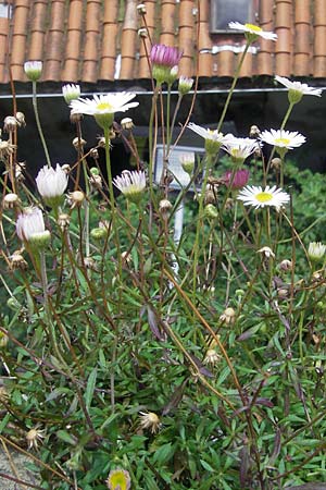 Erigeron karvinskianus \ Karwinskis Berufkraut / Mexican Fleabane, E San Sebastian 15.8.2011