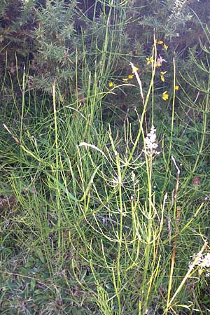 Equisetum palustre \ Sumpf-Schachtelhalm, Duwock, E Picos de Europa, Covadonga 7.8.2012