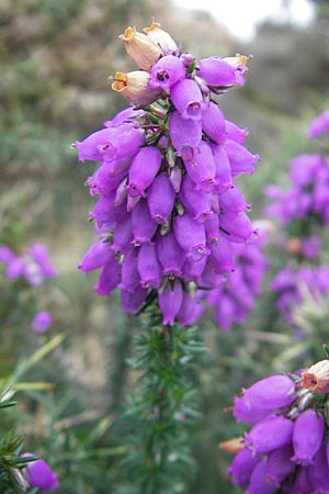 Erica cinerea \ Graue Glockenheide / Bell Heath, E Zarautz 14.8.2011