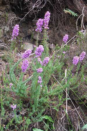 Erica cinerea \ Graue Glockenheide / Bell Heath, E Bermeo 17.8.2011