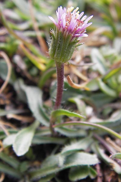 Erigeron atticus \ Drsiges Berufkraut, Villars Berufkraut / Greek Fleabane, E Picos de Europa, Fuente De 14.8.2012