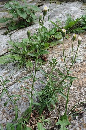 Erigeron acris agg. ? \ Scharfes Berufkraut, E Pyrenäen, Castellar de N'Hug 5.8.2018