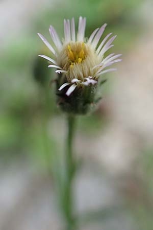 Erigeron acris agg. ? \ Scharfes Berufkraut, E Pyrenäen, Castellar de N'Hug 5.8.2018