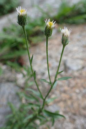 Erigeron acris agg. ? \ Scharfes Berufkraut, E Pyrenäen, Castellar de N'Hug 5.8.2018