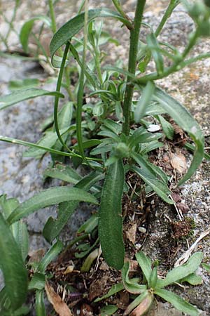 Erigeron acris agg. ? \ Scharfes Berufkraut, E Pyrenäen, Castellar de N'Hug 5.8.2018