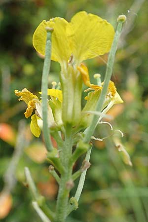 Erysimum ruscinonense \ Provence-Schterich, E Pyrenäen, Cadi, Coll de Jovell 7.8.2018