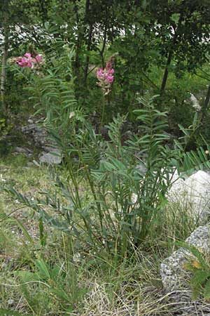Onobrychis viciifolia \ Futter-Esparsette, Saat-Esparsette, E Pyrenäen, Caldes de Boi 16.8.2006