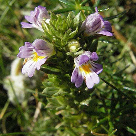 Euphrasia minima \ Zwerg-Augentrost / Dwarf Eyebright, E Pyrenäen/Pyrenees, Caldes de Boi 16.8.2006