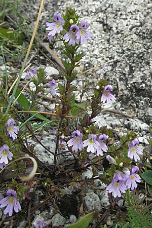 Euphrasia minima \ Zwerg-Augentrost / Dwarf Eyebright, E Pyrenäen/Pyrenees, Caldes de Boi 18.8.2006